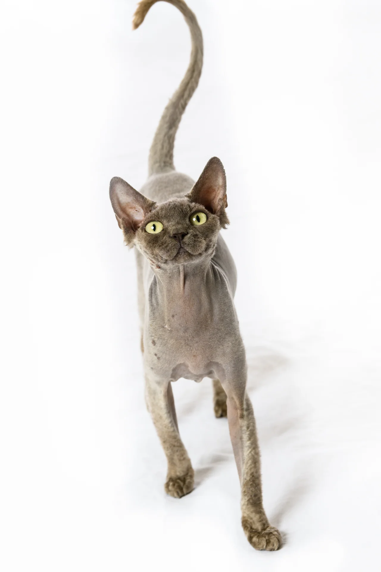 20180523_AnimalHospital_WEB_002.jpg