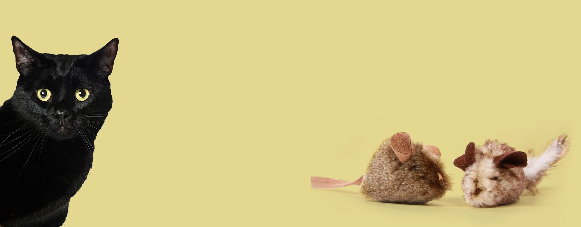 Dermatology & Ear Experts | Contact — Animal Dermatology Clinic Dermatology & Ear Experts | Contact — Animal Dermatology Clinic