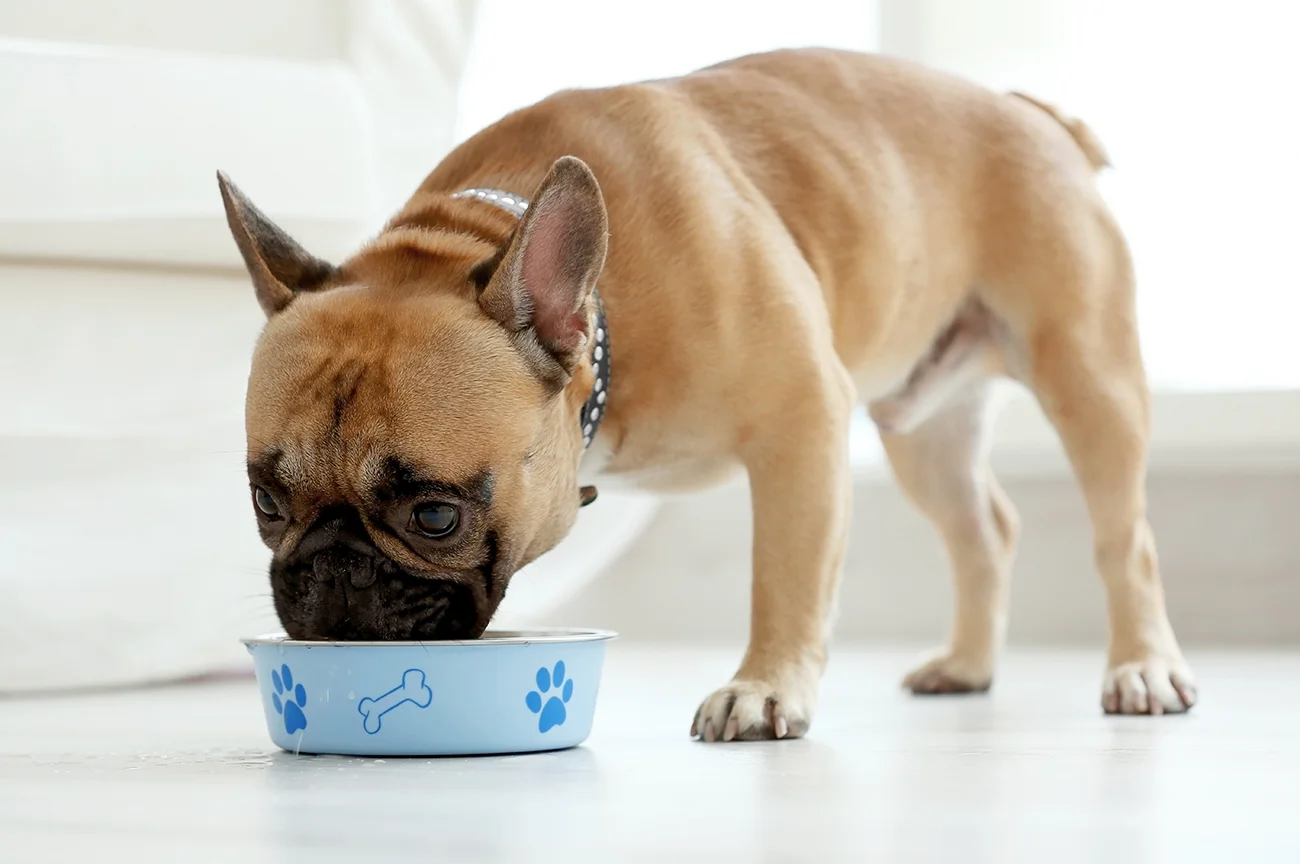 dog_foodallergy.jpg