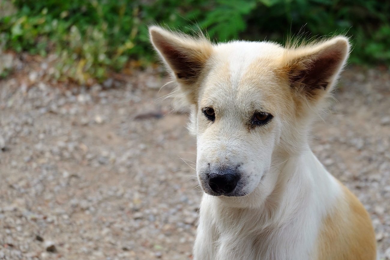 how do i know if my dog was stung by a bee