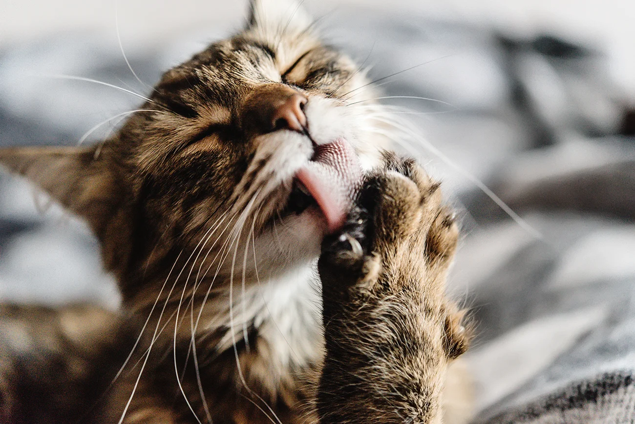 catlicking.jpg