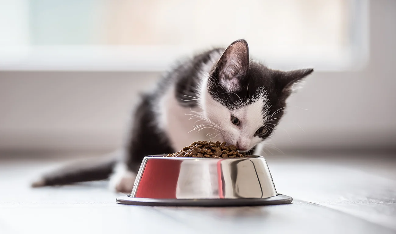 cat_eating.jpg