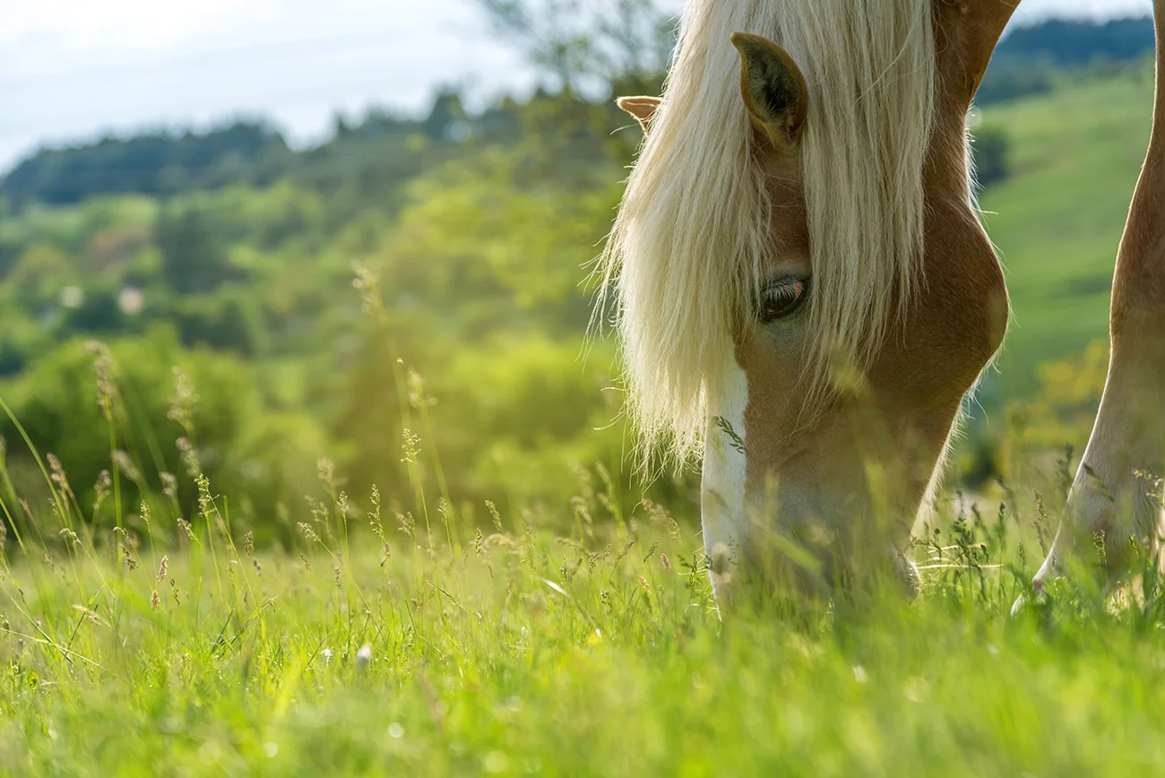Horse_eating.jpg