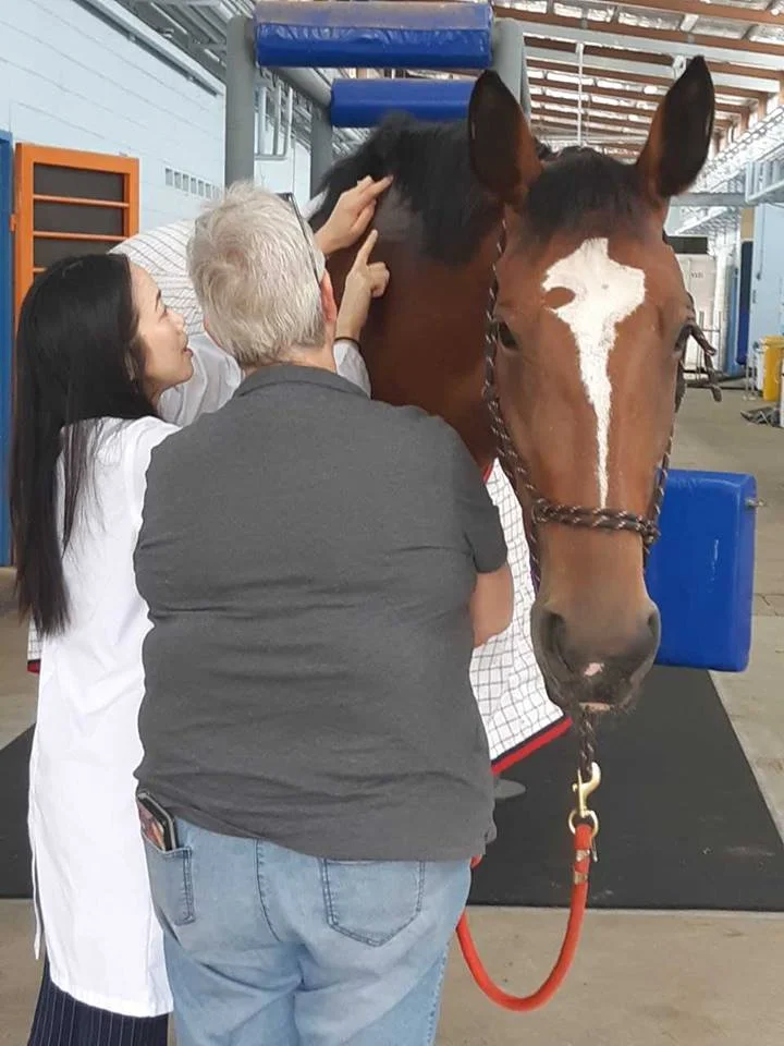Horse IDT.jpg