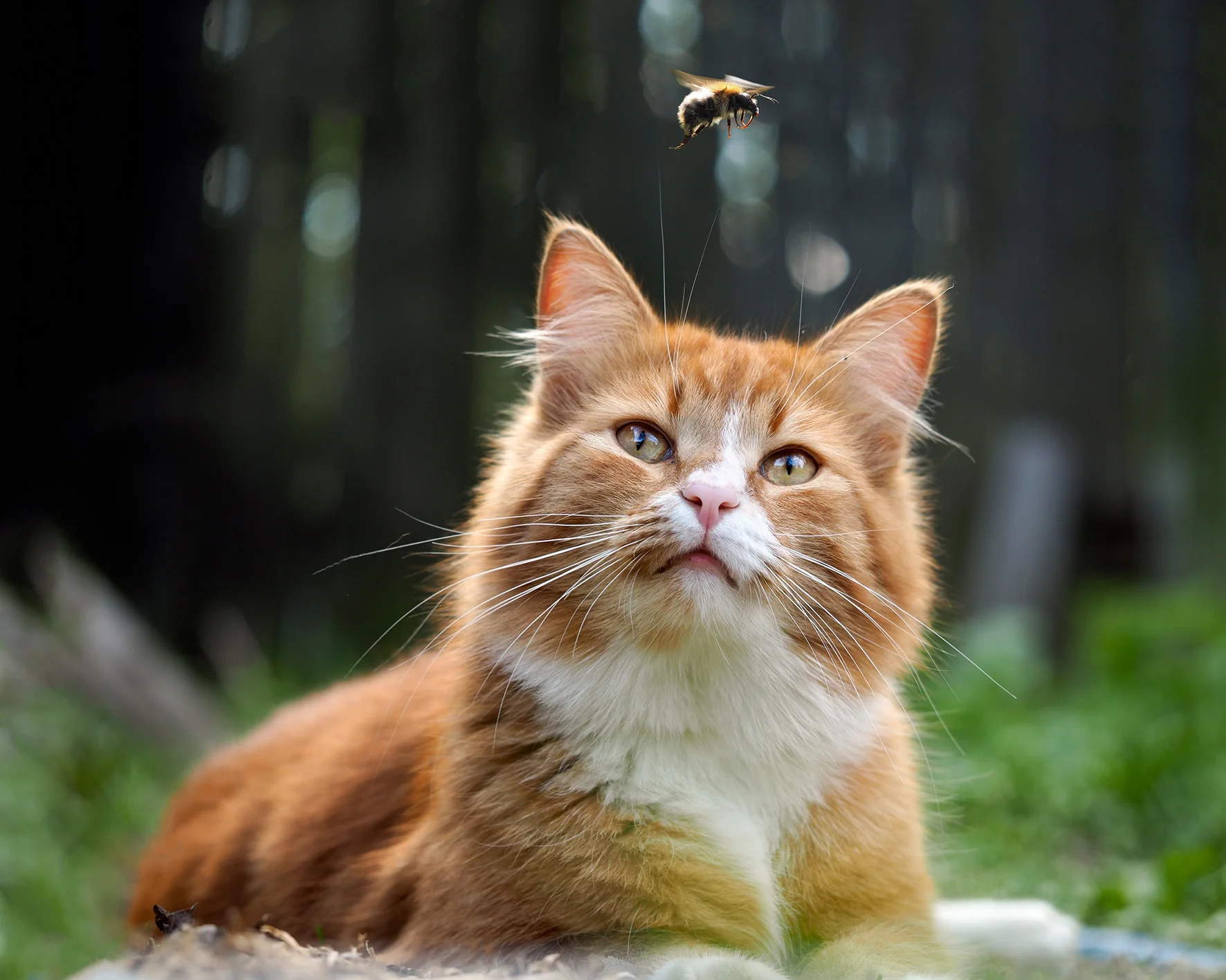 beeandcat.jpg