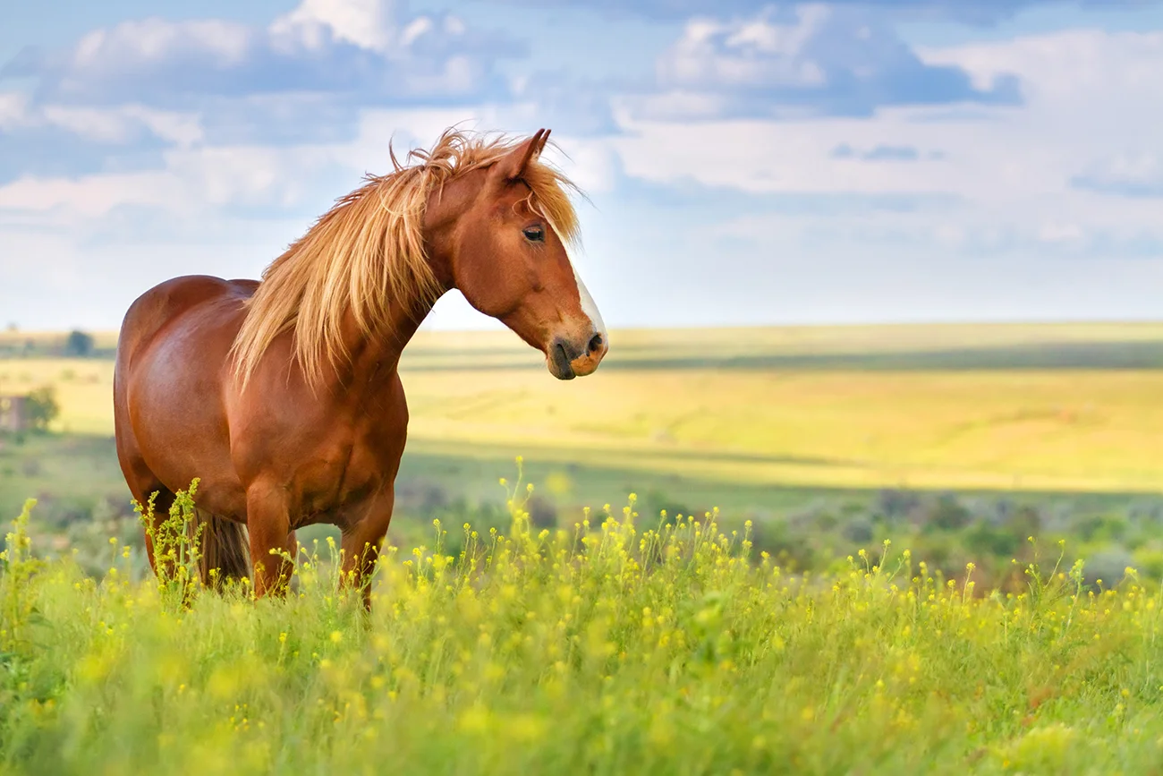 horse_field.jpg