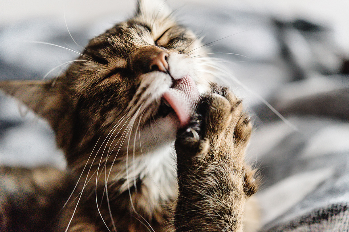 catlicking.jpg