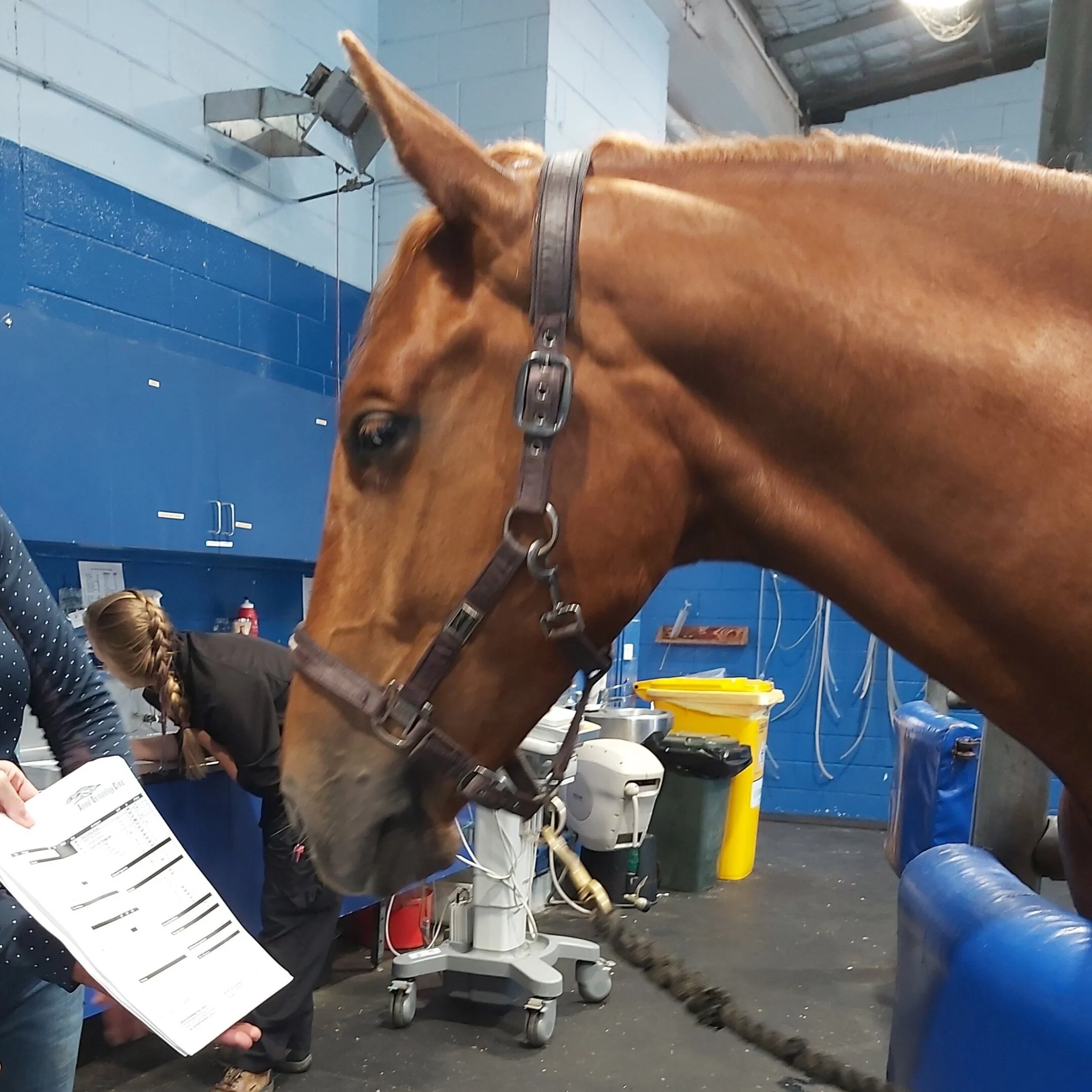 Azzy reading the allergy results