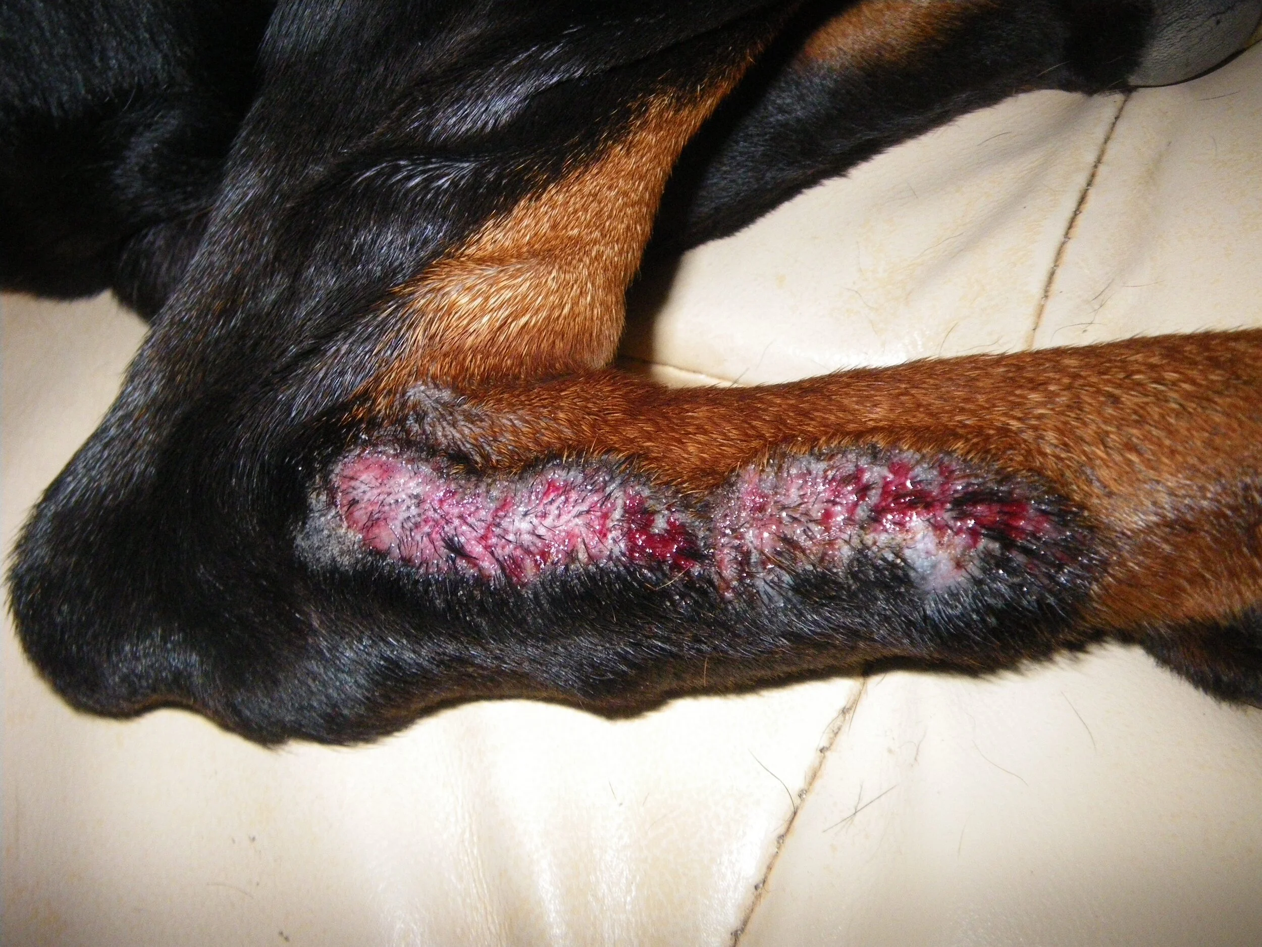 Diagnostic update  - Arcal Lick 