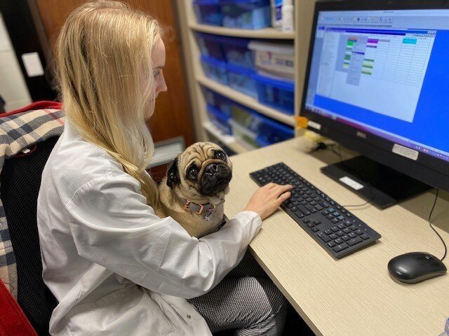 Today is Take your Dog to work day!🐩 Taking your dog to work helps boost your mental health; reduces stress and anxiety in the workplace and encourages increased productivity. It&rsquo;s a win for all! Here at ADC we are fortunate enough to have lit