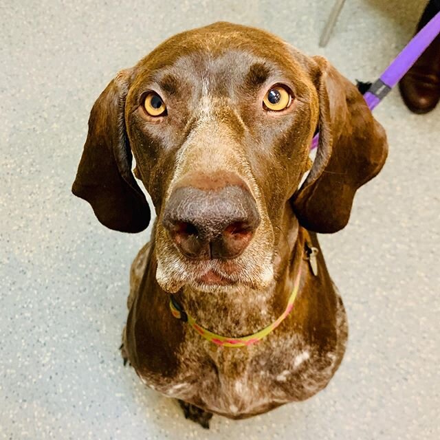 Daisy has a revisit with Dr Nellie 6 weeks after her rush immunotherapy for her environmental allergies. She has also completed an 8 week diet trial and found to have no food allergies. She previously had dry flakey skin, so Dr Nellie has recommended