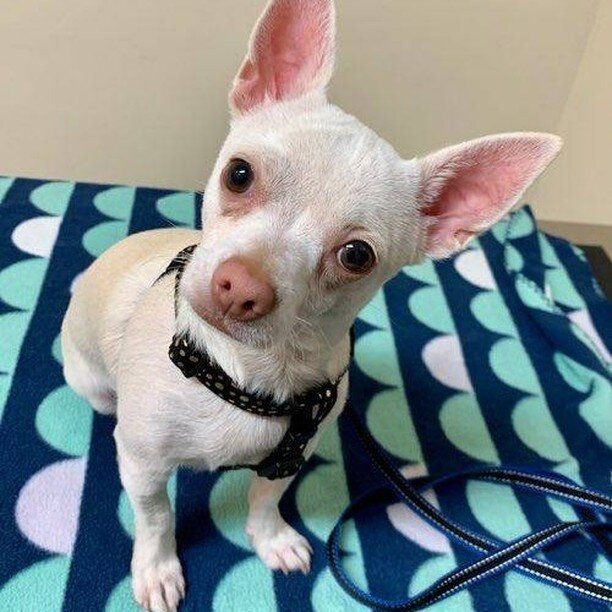 Do you remember cute little Snowy? He is our patient with pemphigus foliaceous and has been on medication for 2 months. We are finally stopping everything as he has been in remission for a few weeks now.

Well done Snowy! 
#adc #adcperth #animalderma