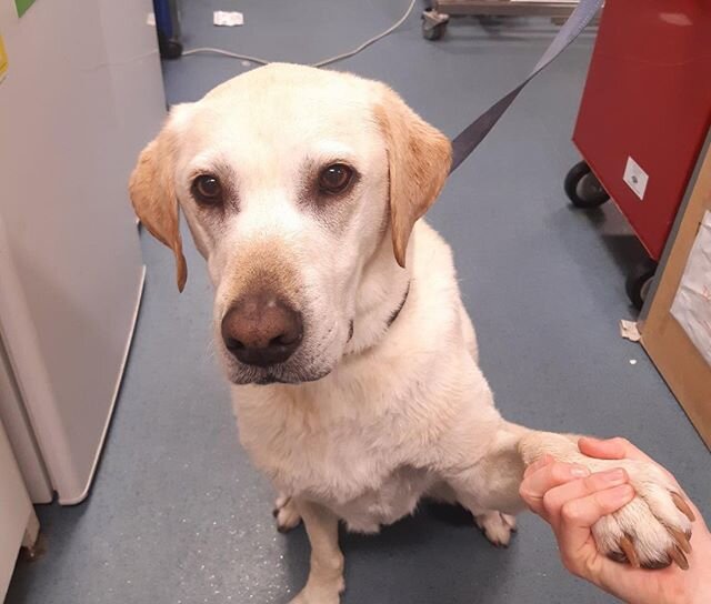 Spencer came to see us last week for a review with Dr Alex
He was a very good boy and even wanted to shake hands (peanut butter was involved) 🙊

#adcperth #animaldermatologyclinicperth