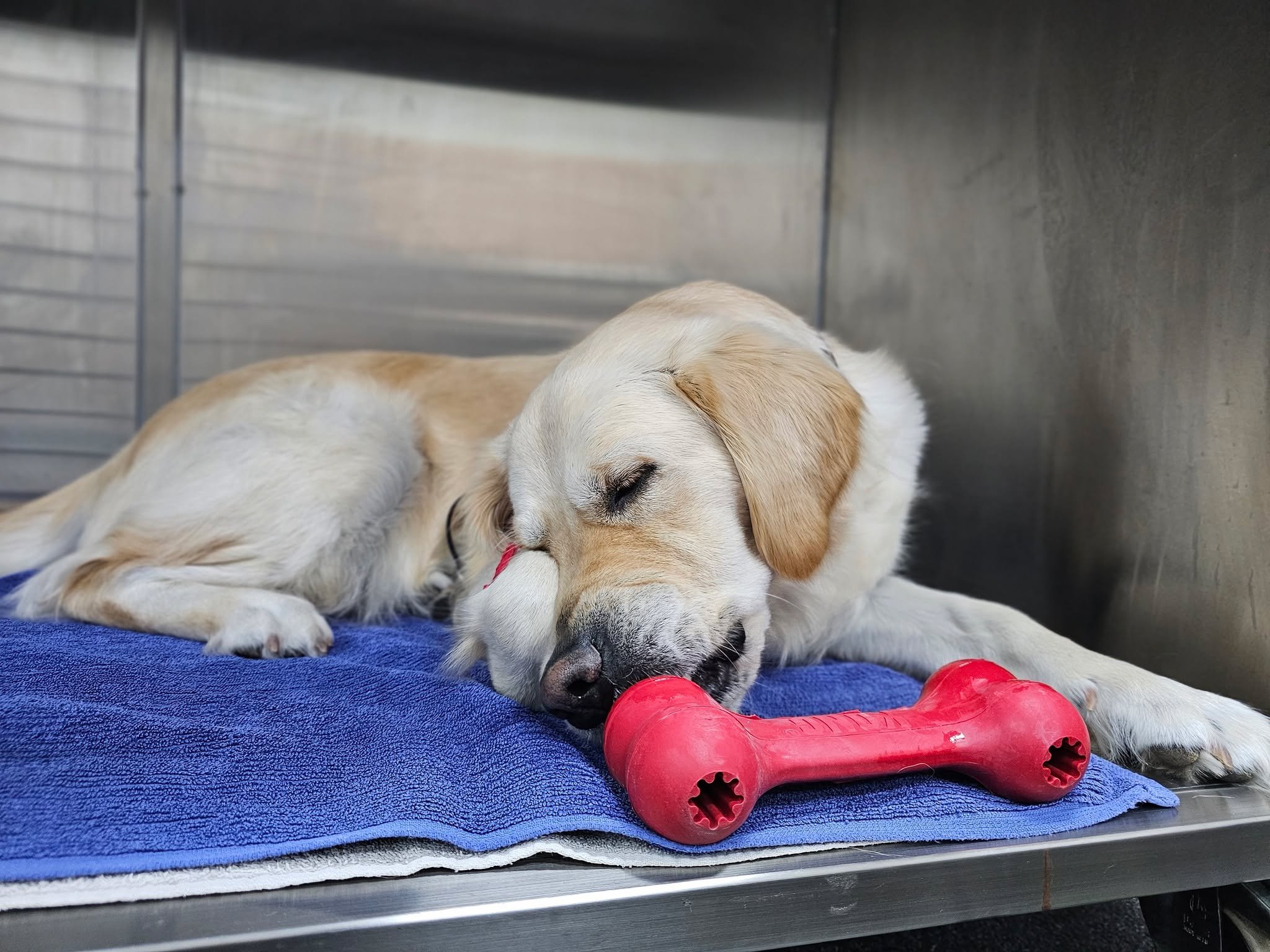 We&rsquo;ve been putting some serious smiles on our patients' faces with these KONG toys, kindly sent to us as samples! 
Whether it&rsquo;s peanut butter or cream cheese inside, these treats make great distractions and rewards for our in-house pups.?