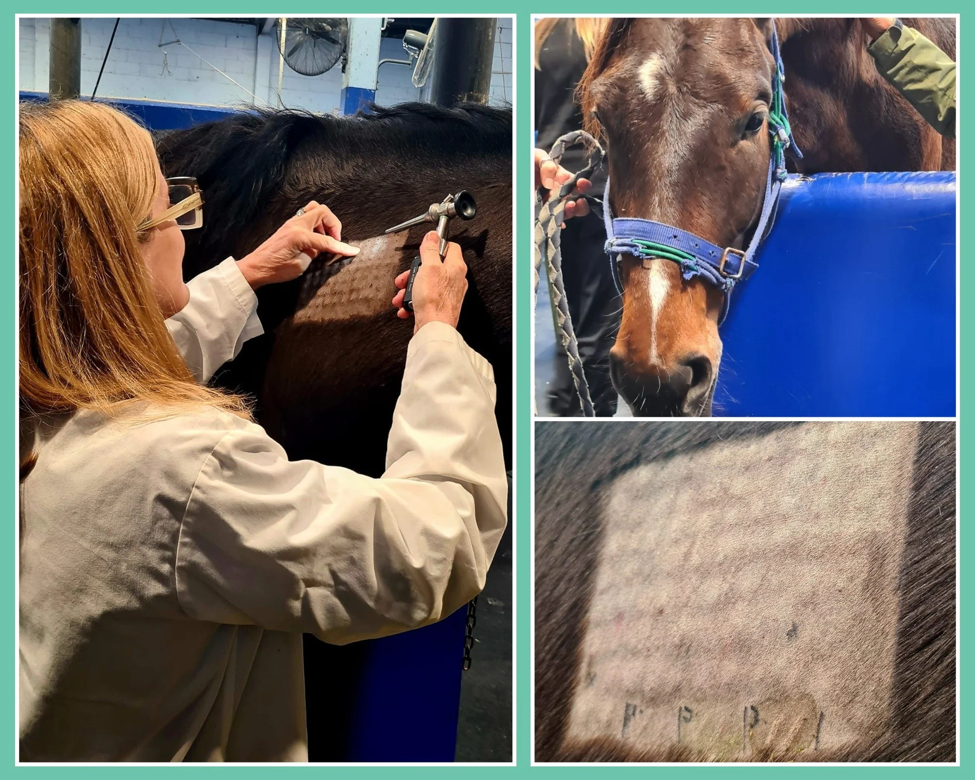 At Animal Dermatology Clinic, we&rsquo;re passionate about helping horses feel comfortable in their own skin 🐴✨

We recently saw a beautiful patient, accompanied by their loyal support horse, for an in-depth allergy workup. It&rsquo;s always a team 