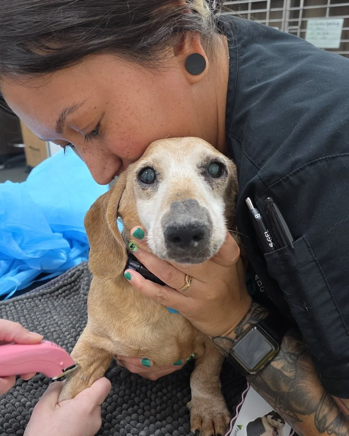 Friday love in full swing 💛 This sweet dachshund got all the cuddles and kisses from our amazing nurse while having her leg clipped for an IV - a little prep with a lot of heart 💉🐶