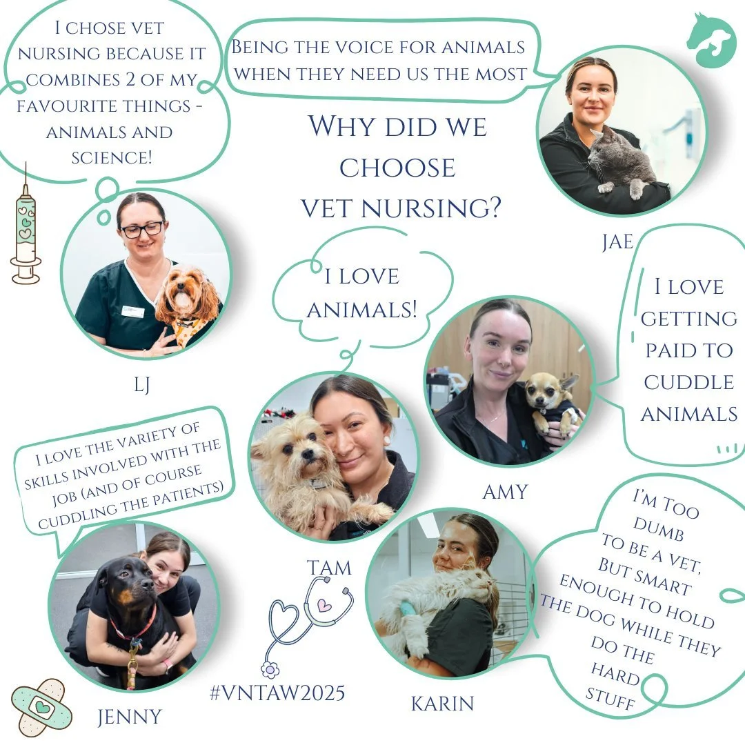 🐾 #VNTWeek2025 | Celebrating Our Nurses 🐾

This week we&rsquo;re celebrating the compassionate, clever, and quietly brilliant team that supports every patient journey - our veterinary nurses. 💚

From assisting with consults and performing allergy 