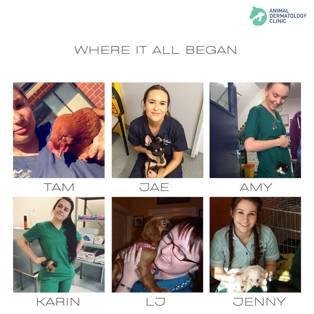 #VNTWeek2025 | Where It All Began 💚

Today&rsquo;s theme takes us on a trip down memory lane - back to our very first year in the veterinary industry! 🐾

From wide-eyed students to confident, experienced vet nurses, every one of these faces started