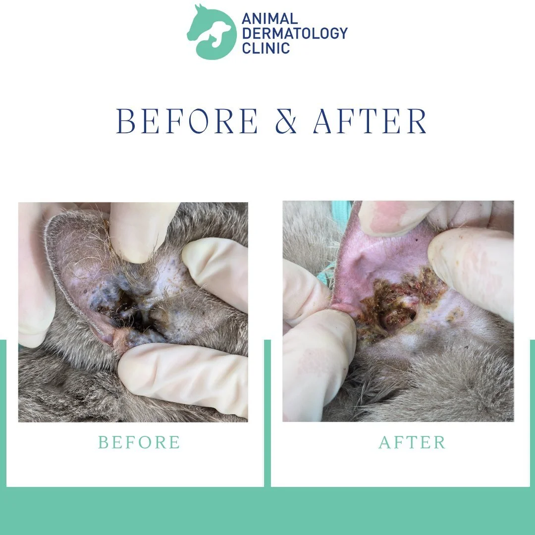 β¨ Before & After – COβ Laser Ear Surgery β¨π±πΎ
This sweet cat was first treated with COβ laser surgery in 2021 for apocrine cystoadenomatosis. The laser removed the obstructive cysts and she stayed comfortable and stable for a couple of ye