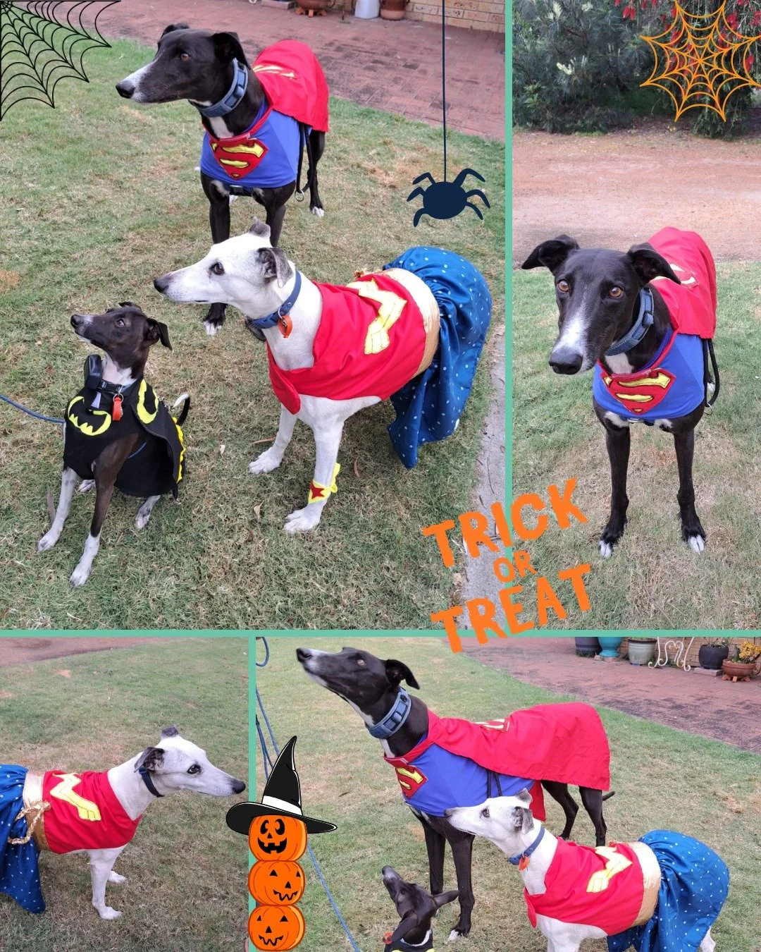 👻 Spooky season has officially arrived!

Our patients have been saving the world (and stealing hearts 💕) as their favourite superheroes this Halloween! 🦸&zwj;♂️🦸&zwj;♀️🐾

Which one&rsquo;s your favourite hero? 🐶✨