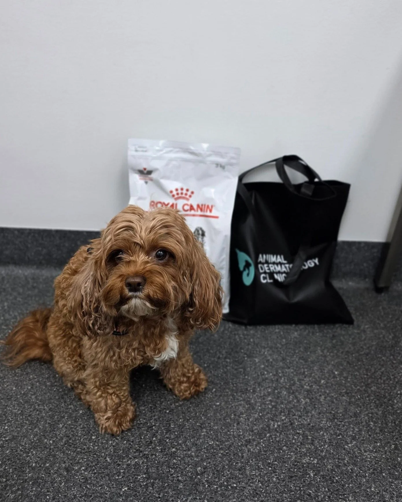 🐾 Itchy ears? Red rashes? Upset tummy?

Your dog might be trying to tell you something&hellip; 🐶💬

Food allergies can show up as skin irritation, ear infections, or digestive issues, and the only way to know for sure is through a proper eliminatio