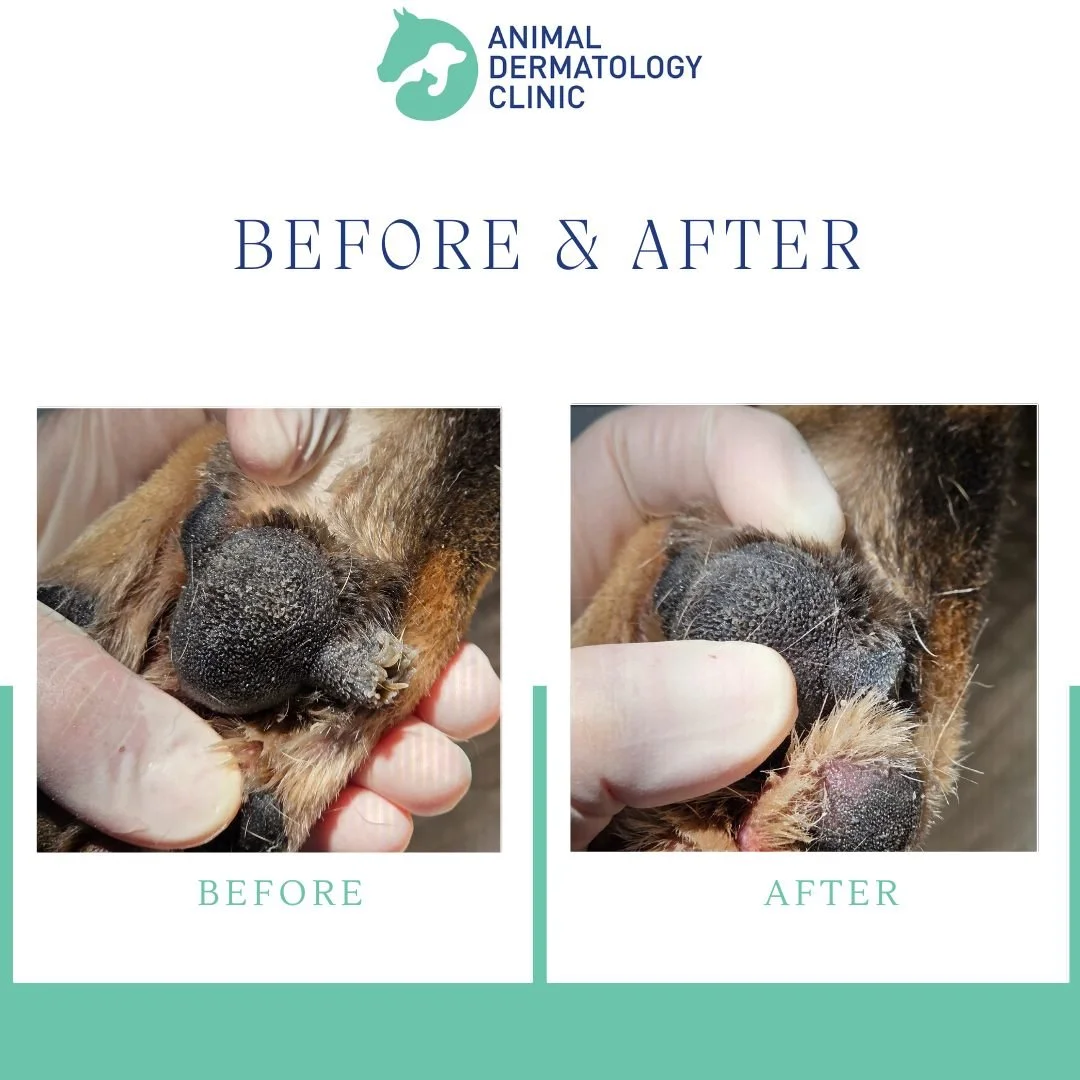 This is a before-and-after of dremelling hyperkeratosis from the primary digital pads where thick, crusty keratin builds up and can make walking uncomfortable or even painful for dogs.

Reducing this excess keratin helps restore comfort and improves 