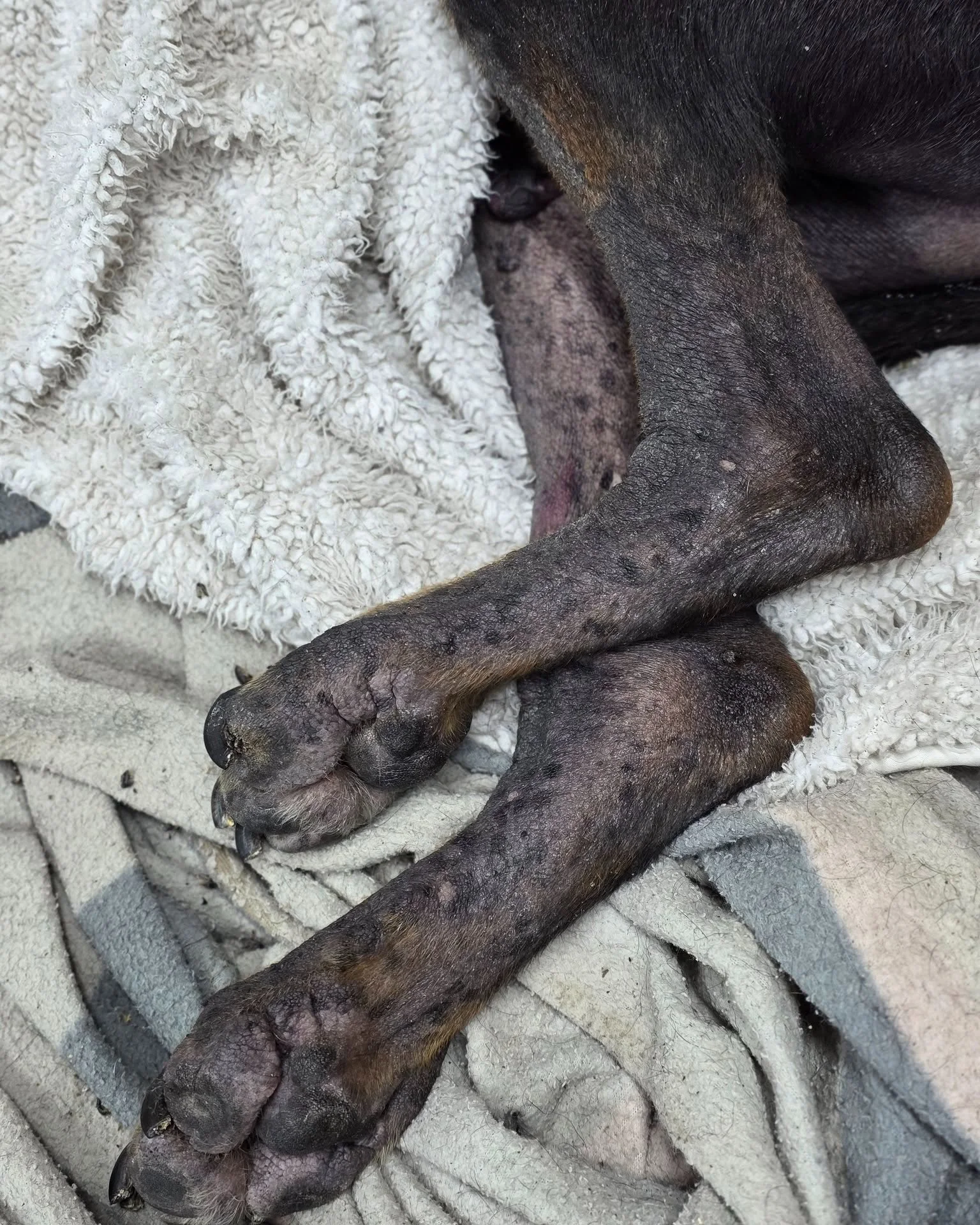 🐾 Not All Infections Look the Same! 📸

Swipe through this post to see how different skin and ear infections can look in pets, because yes, they can be that different! 👇

👀 Bacterial infections often show up as:
🔴 Red, inflamed skin
🟡 Pustules (