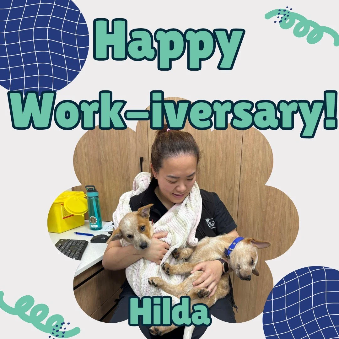 🎉 Join us in celebrating Dr Hilda&rsquo;s 1st Work Anniversary! 💙

It&rsquo;s safe to say she&rsquo;s had her hands full this year - both with hard work and adorable puppies! 🐶🐶💪

From caring for our tiniest patients to tackling every challenge 