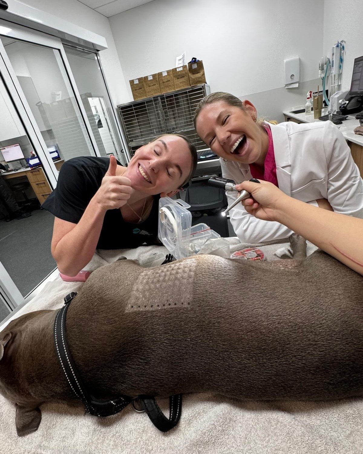 Big smiles during allergy testing - nothing better than helping itchy pups feel comfortable again 🐶💙