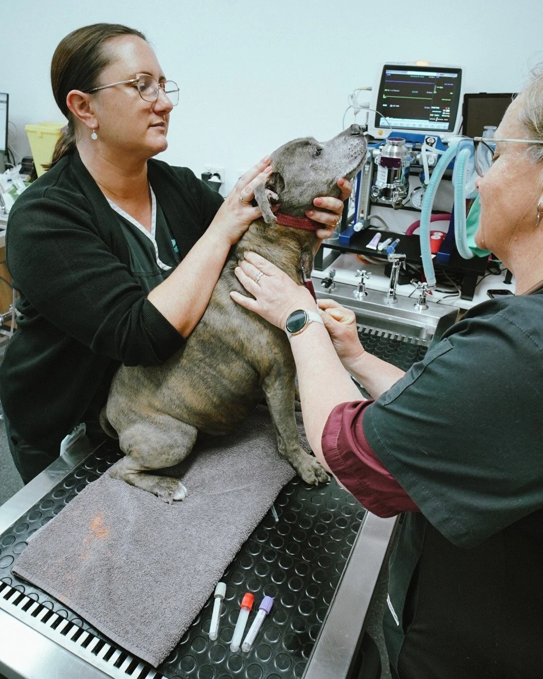 🩺 Keeping an Eye on Your Pet&rsquo;s Health with Routine Blood Work

For pets on long-term medications, yearly blood tests are an important part of their ongoing care. These check-ins help us see how their internal systems are handling treatment and