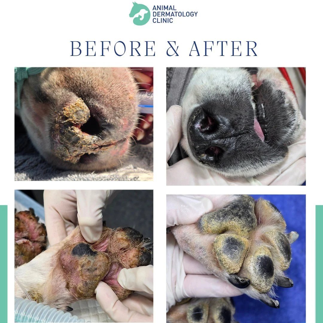 This sweet patient came to us with a combination of painful and uncomfortable skin changes, including:

🐾 Sloughing and ulceration of the paw pads
🐽 Crusting on the nose and lip margins
✨ Crusting on the neck, head, and inguinal region
😣 Significa