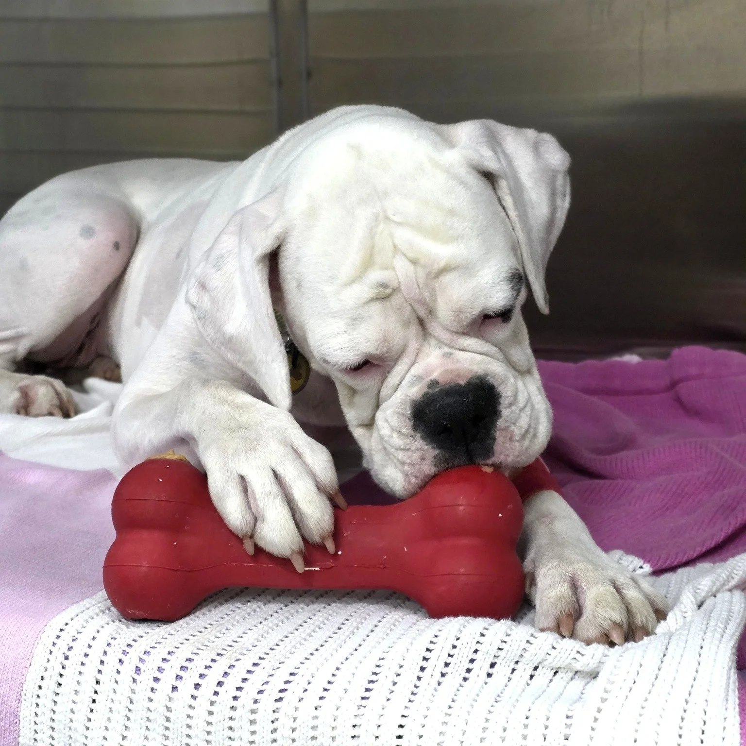This gentle pup is enjoying one of our favorite in-clinic stress relievers - a KONG toy filled with peanut butter.😋

Licking isn&rsquo;t just delicious&hellip; it&rsquo;s naturally soothing for dogs. It helps them relax, stay busy, and feel more at 