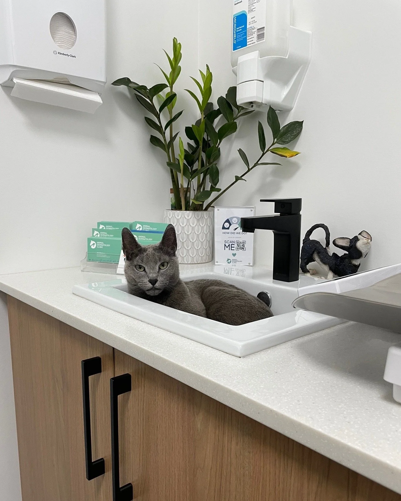 😼 &ldquo;Cats get more stressed at the vet&rdquo;&hellip; or do they?

We hear it all the time that cats are usually more anxious in the clinic than dogs. And while that can be true for some kitties, others like to prove us completely wrong.

Exhibi
