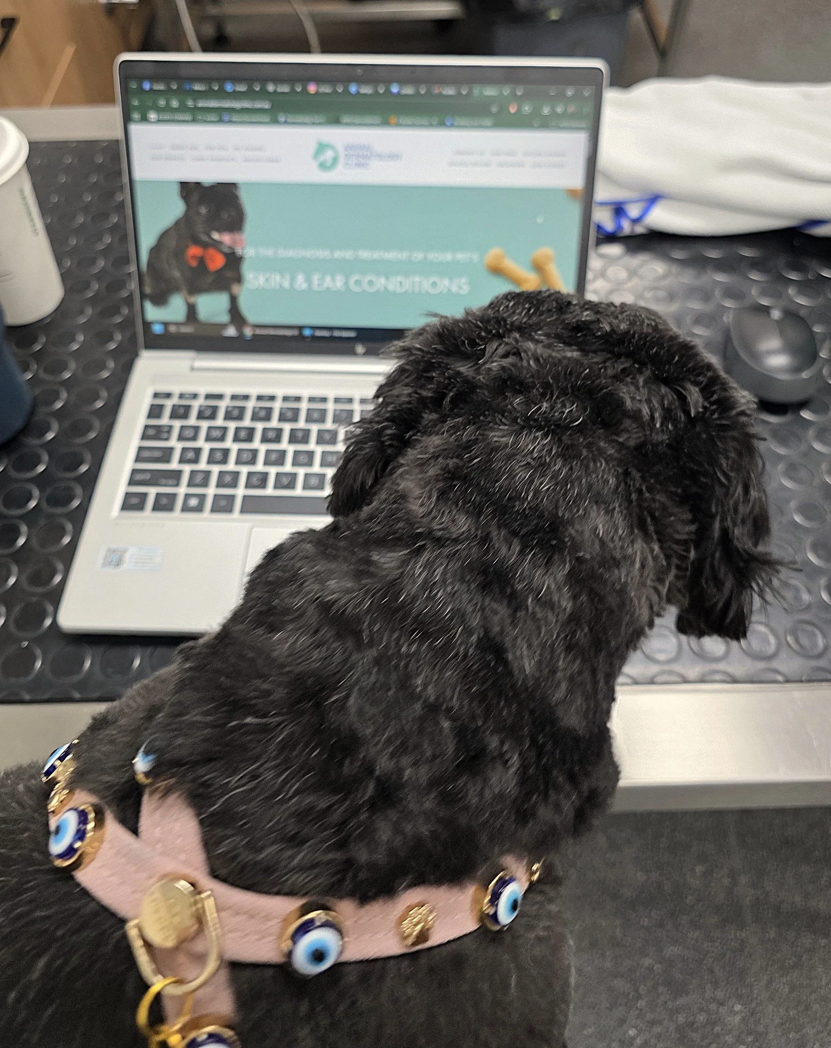 🌐✨ Have you checked out our website recently?

We&rsquo;ve got lots of helpful tools and information there to make your experience with the Animal Dermatology Clinic even easier - whether you&rsquo;re a pet owner or a referring vet. 🐾💙

Our webpag