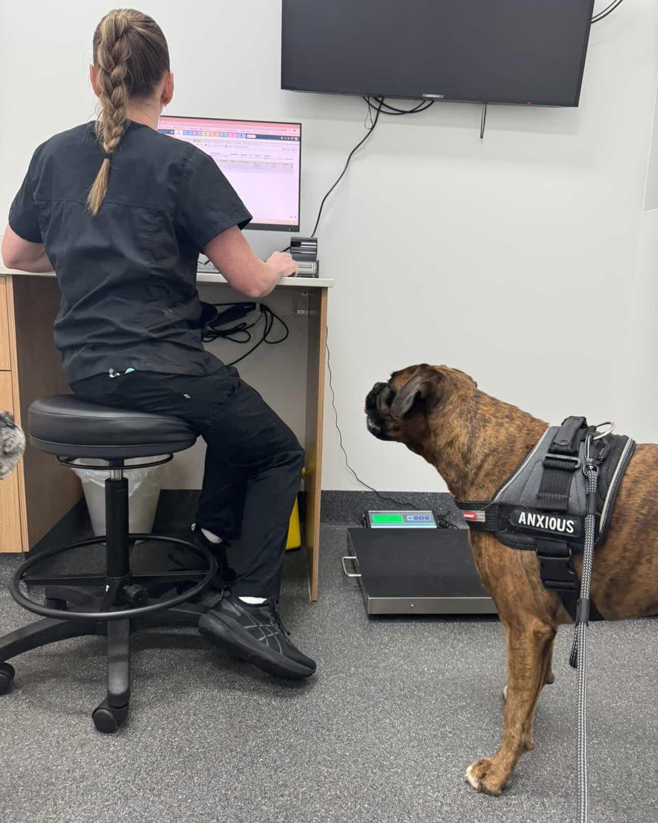 Just supervising&hellip; making sure my next appointment is booked correctly 👀🐶