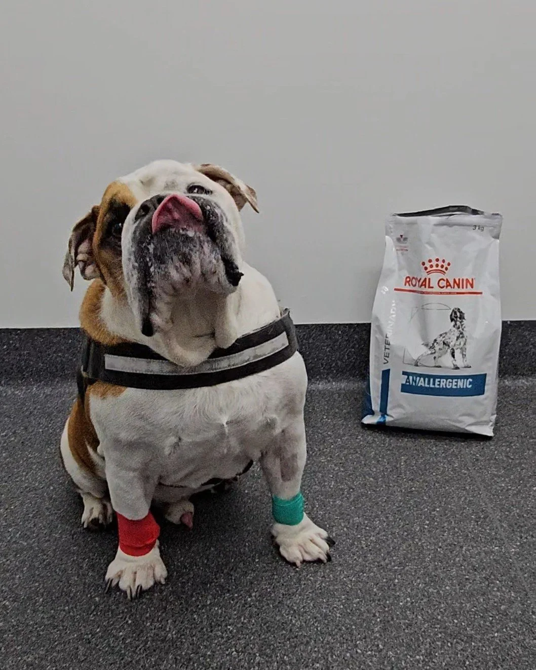 Food Elimination Trial 🍗

The gold standard for diagnosing food allergies in dogs is a carefully followed food elimination trial and judging by this happy face, it can still be delicious! 😋🐶

Tips for success 👇🏼
🍗 Remove access to all other foo