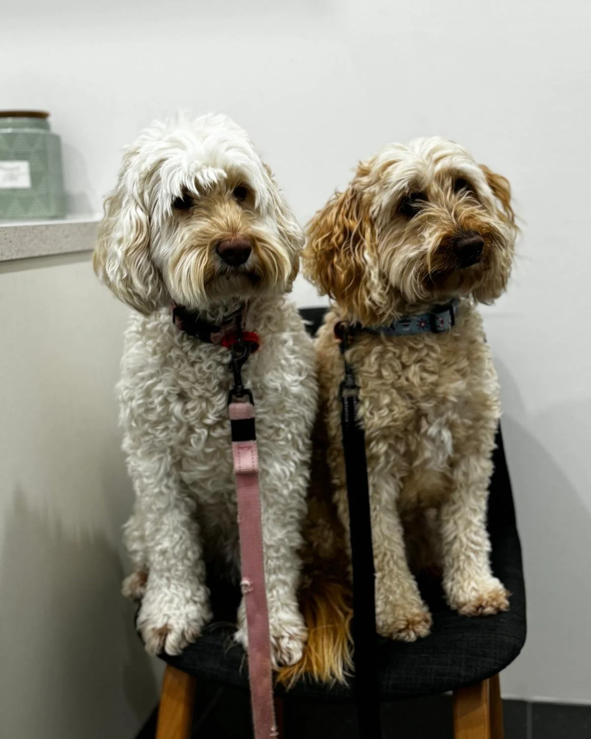 We&rsquo;re lucky to meet so many sweet patients, but this duo never fails to make us smile 🐶💛

Coming in together for their dermatology visits, they offer each other comfort, courage, and plenty of encouraging sniffs along the way. Best friends, b