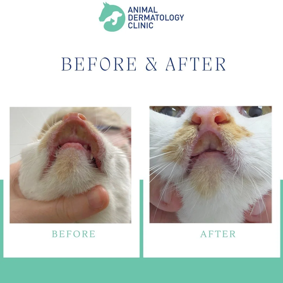 ✨ Before &amp; After ✨

This patient presented with a plaque on the dorsal lip margin and was diagnosed with eosinophilic granuloma complex. With ongoing medical management, there has been significant improvement, with the plaque noticeably reduced ?