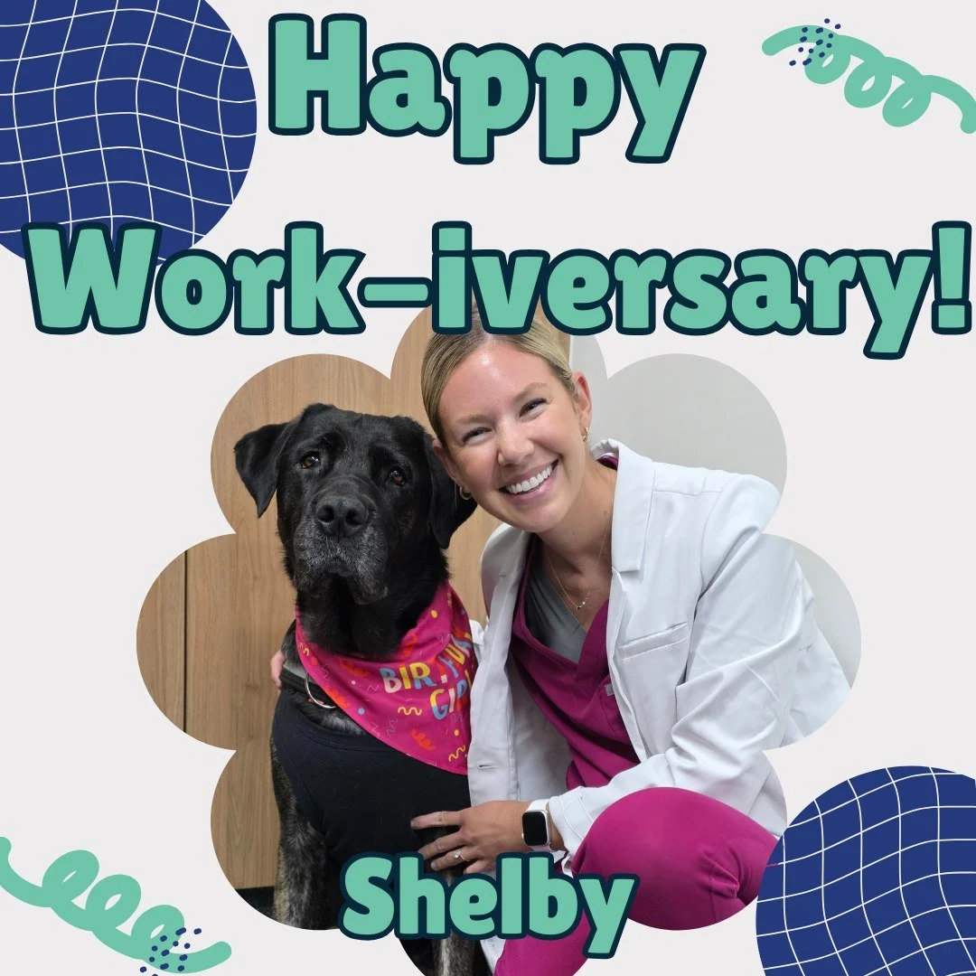 🎉 Celebrating 2 years of Dr Shelby at ADC Perth! 🎉

Over the past two years, our wonderful dermatology intern has grown so much under the expert mentorship of Dr Mandy, achieving countless success stories and making plenty of furry best friends alo