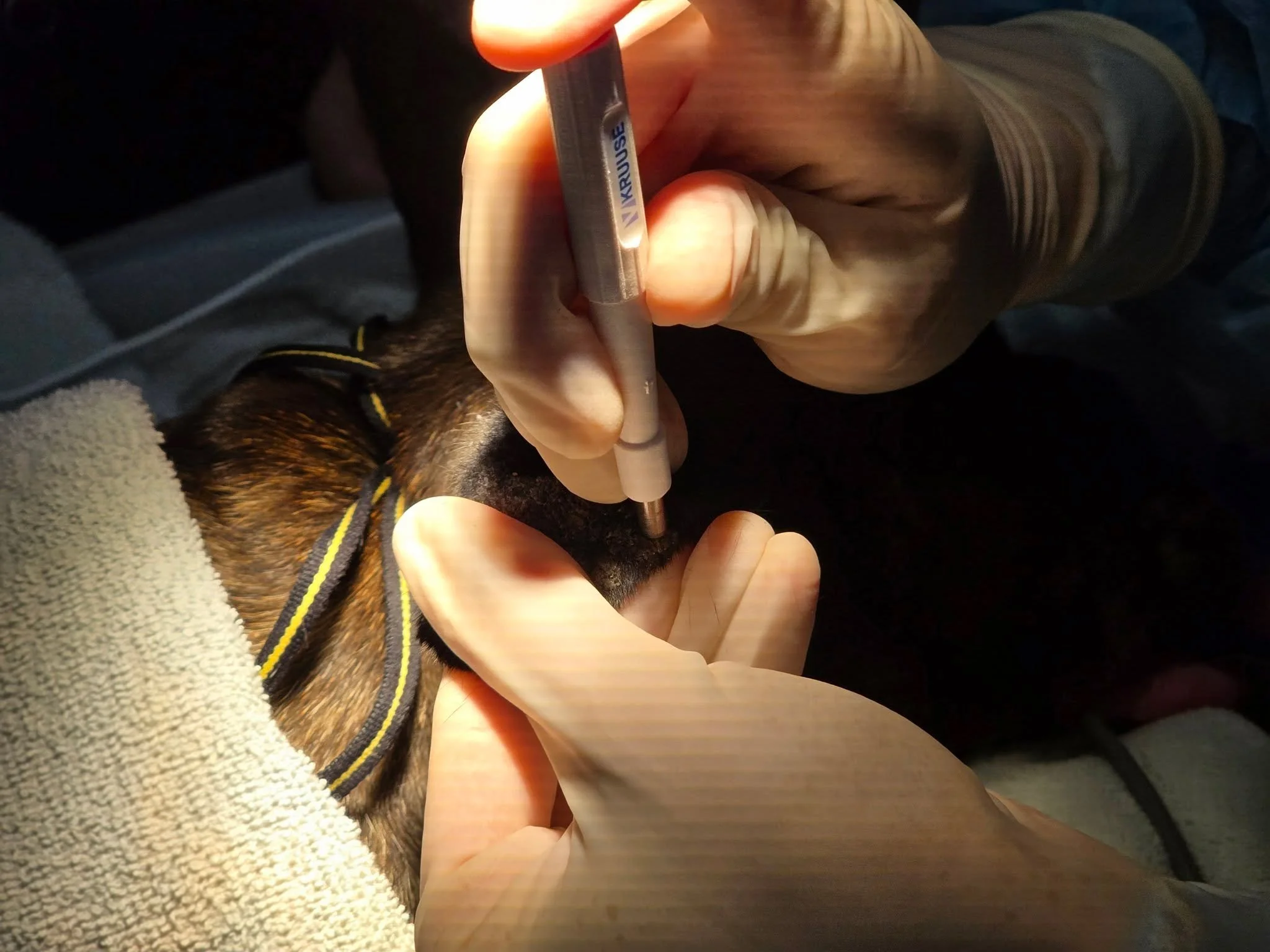 When skin issues don&rsquo;t have clear answers, a skin biopsy can help us get to the root of the problem.🤓

A skin biopsy involves taking a small sample of your pet&rsquo;s skin and sending it for histopathology, where the cells are examined closel