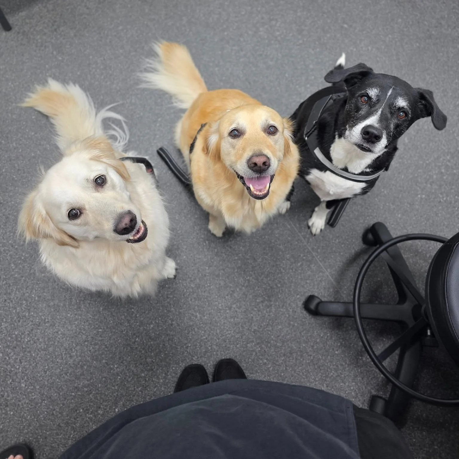 Monthly injections are easier with your crew by your side 🐶💙 We love seeing friendships like this at ADC Perth!