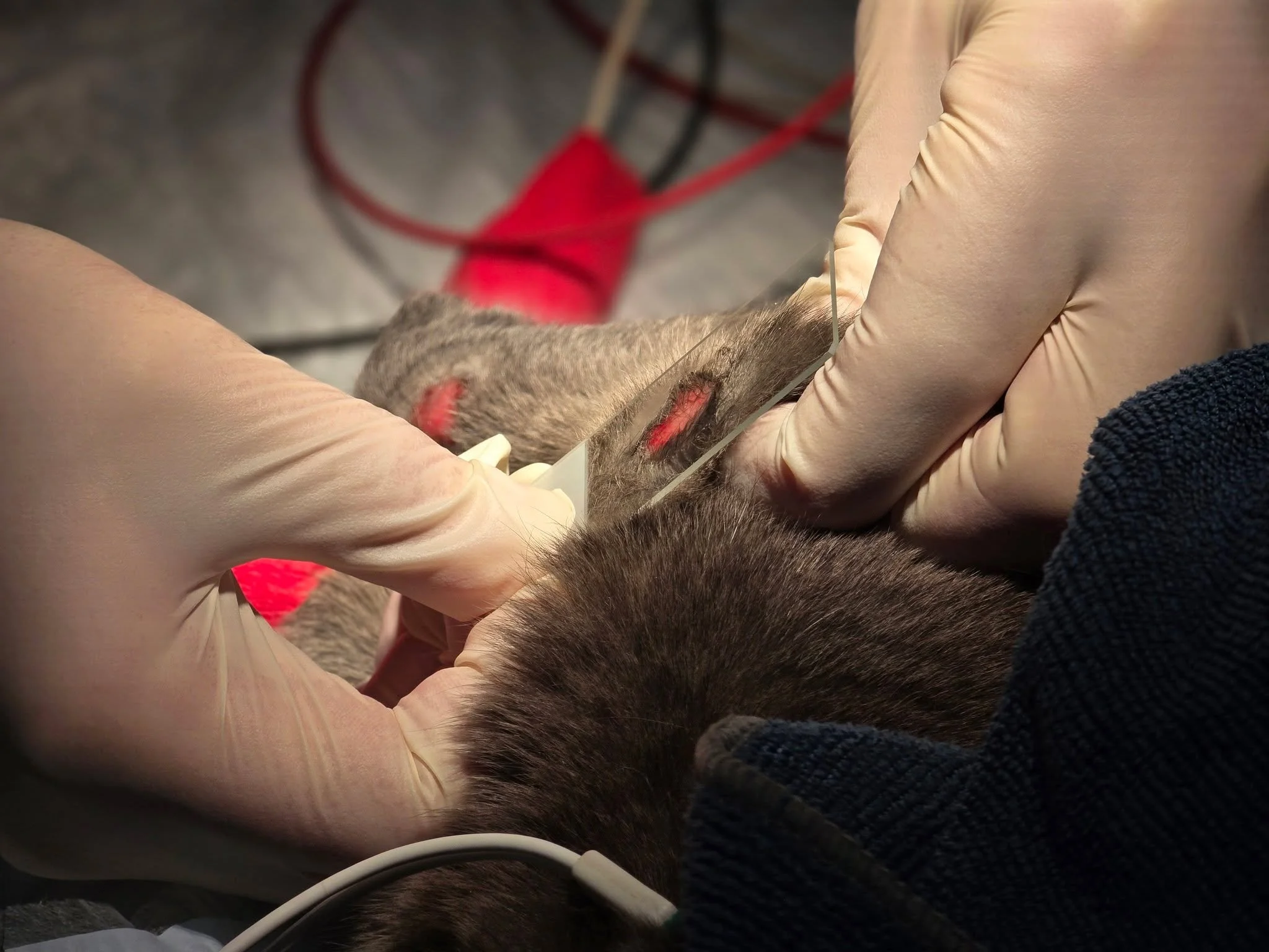 Impression smears are one of the most valuable and commonly used diagnostic tools in veterinary dermatology 🐾🔬

By gently pressing a microscope slide against the skin, we can collect cells from the surface and examine them under the microscope. Thi