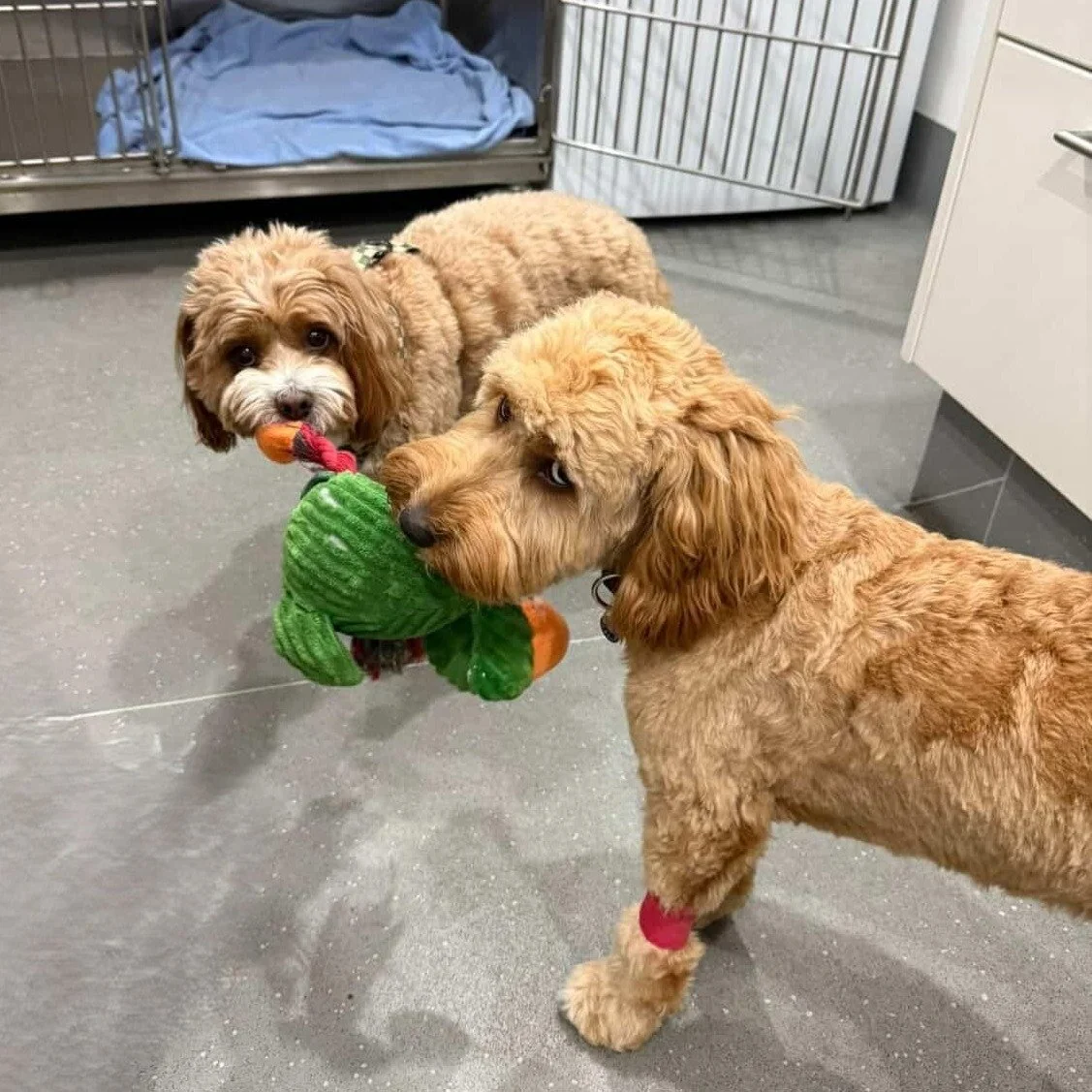 Wednesdays at Balcatta = Bee &amp; Wasp Venom Clinic day 🐝🐶

Our Bee &amp; Wasp Venom Clinic runs every Wednesday at our Balcatta location, helping protect dogs with confirmed venom allergies through carefully managed immunotherapy. 

Brave faces, 