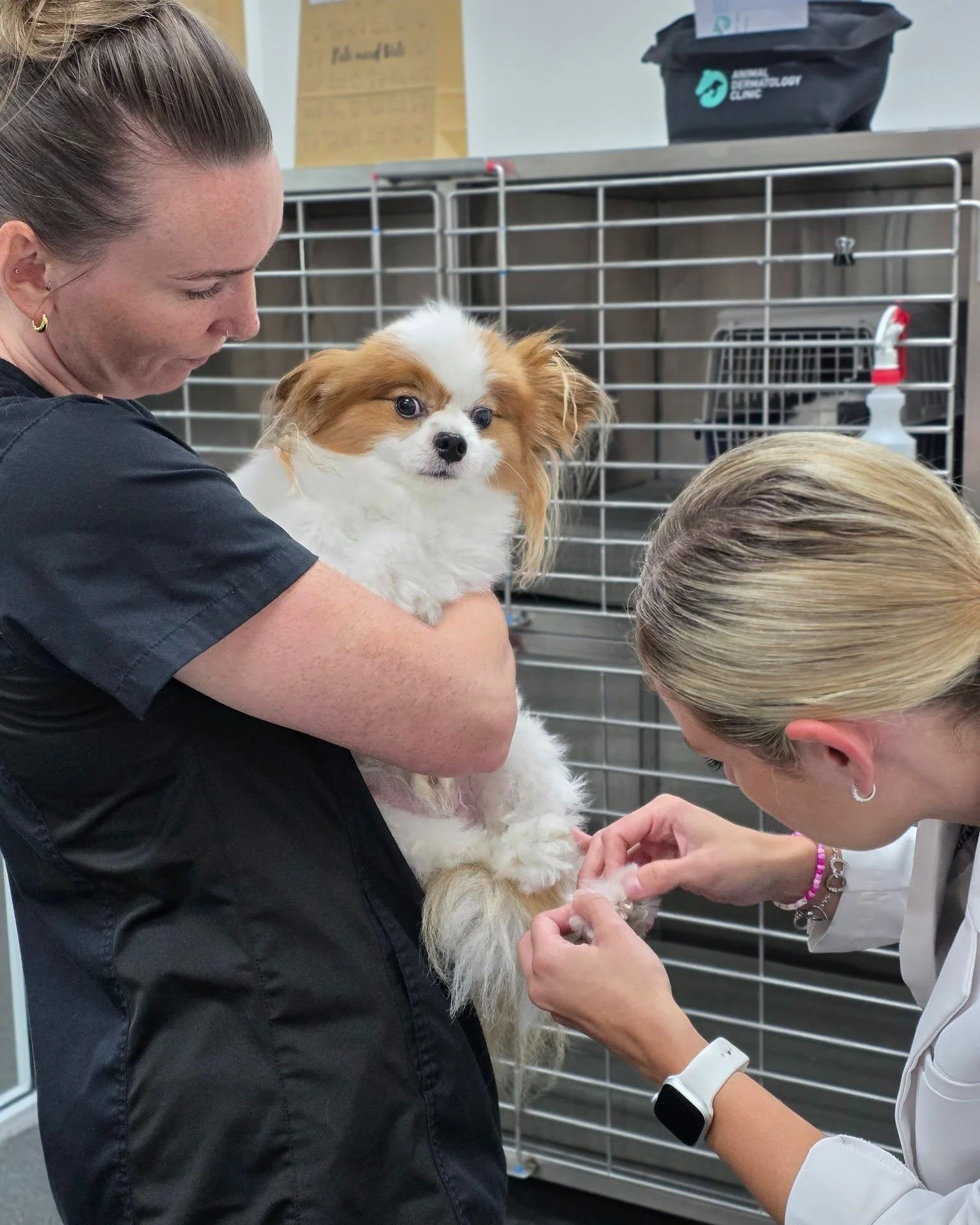 Paw problems are one of the most common signs we see in allergic dogs 🐾

Redness, swelling, excessive licking, staining of the fur, recurrent infections, thickened skin, or painful cracks between the toes can all indicate underlying allergies or sec