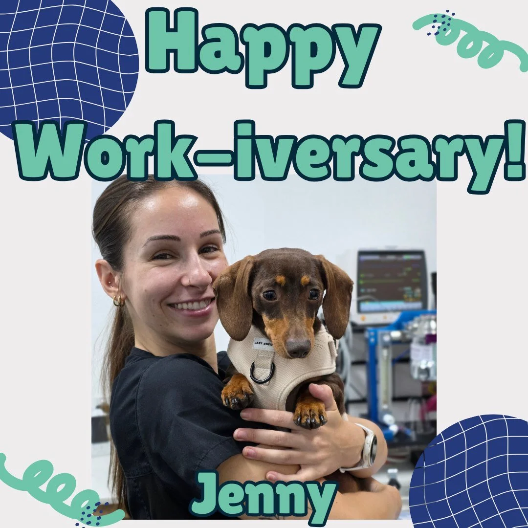 💙 Happy 3rd Workaversary to our wonderful nurse Jennifer! 💙

Today we&rsquo;re recognising Jenny&rsquo;s 3-year milestone with Animal Dermatology Clinic Perth! Over the years, she has become such a valued member of our team, keeping everything orga