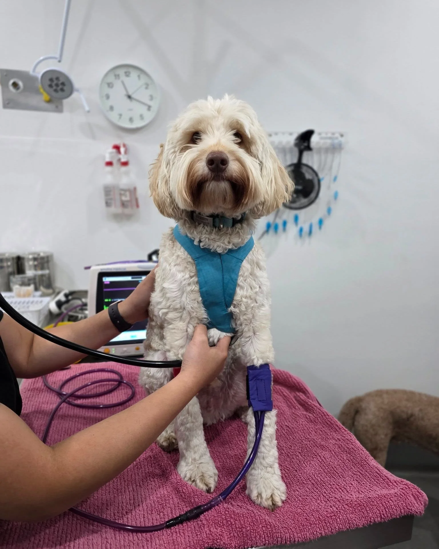 Such a brave (and very polite!) patient sitting calmly while being monitored by Dr Hilda during our weekly Bee &amp; Wasp Venom Clinic. 💛

Venom immunotherapy is an important treatment for dogs with confirmed bee or wasp allergies. These regular inj