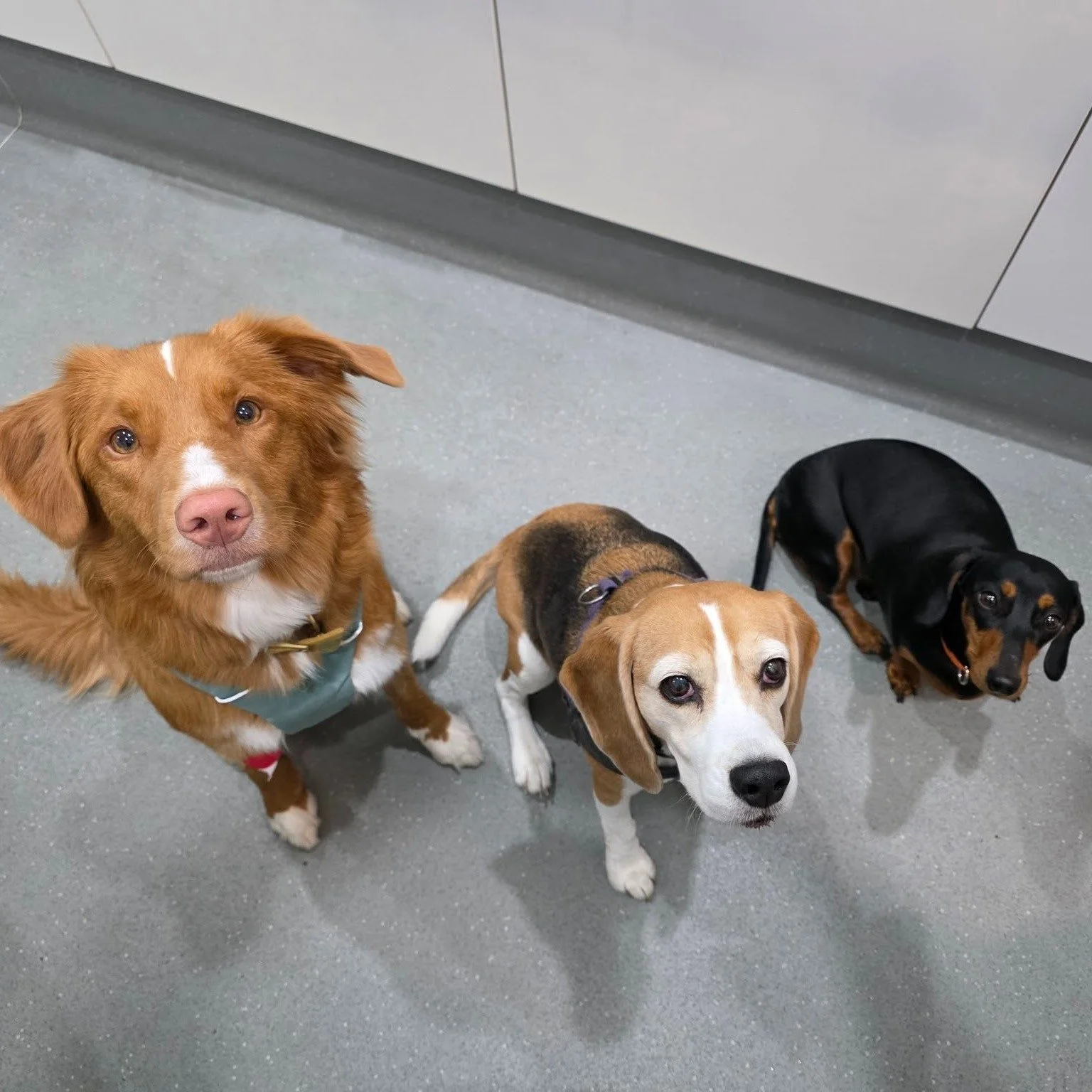 Cute hellos from the gang we saw at our Balcatta Bee &amp; Wasp Clinic this week! 🐝🐾

These brave patients were in together for their venom immunotherapy cluster treatments, all taking their appointments like absolute champions.

Cluster days at ou