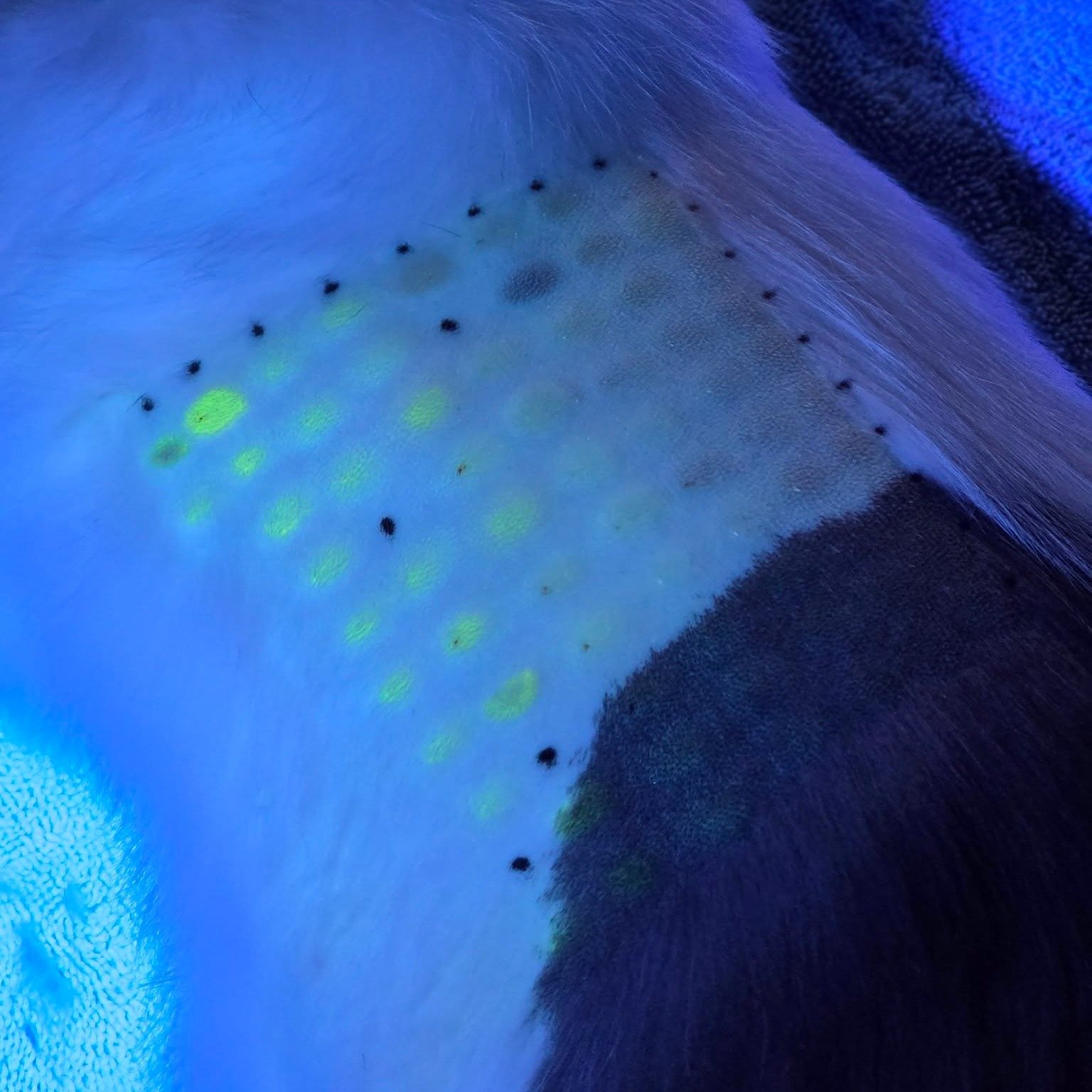 Cat allergy testing&hellip; but make it glow. ✨🐾

When we perform intradermal allergy testing in cats, their reactions can be much more subtle than what we see in dogs. That can make the results harder to interpret under normal lighting.

To help us