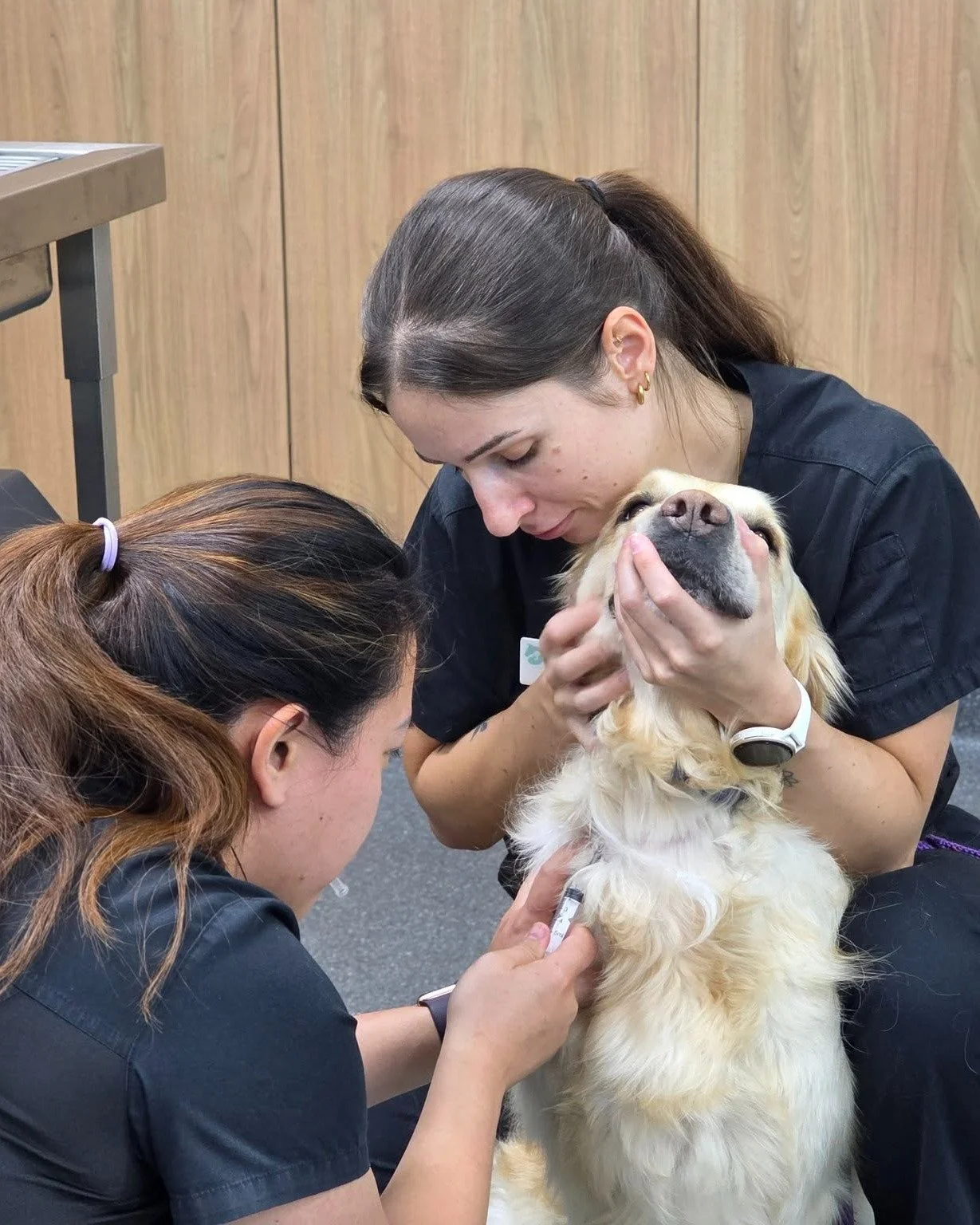 For pets on ongoing medication, regular blood testing plays an important role in their care. While yearly checks are often recommended, some medications require monitoring every 6&ndash;12 month, and certain specialised treatments may need even more 