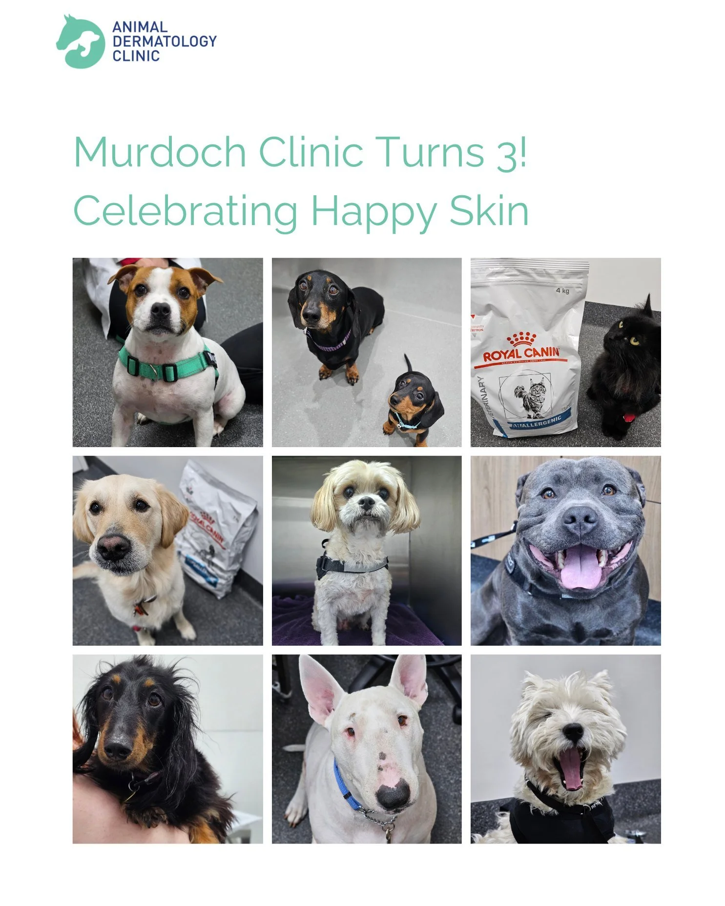 It&rsquo;s our Murdoch clinic's birthday🎉

This year, we&rsquo;re celebrating what matters most - pets who are finally comfortable in their own skin.💙

Has your pet had a dermatology journey with us?
Or do you have a favourite photo from your visit